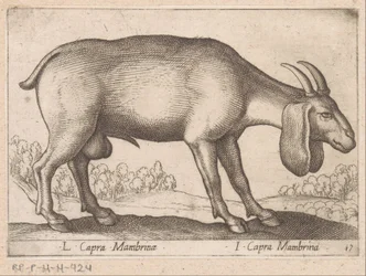 Geit membrynowy L Capra Mambrinae/ I Capra Mambrina (tytuł na obiekcie) Dieren en fablewezens (tytuł serii) Nowa kolekcja najciekawszych zwierząt świata (tytuł serii)
