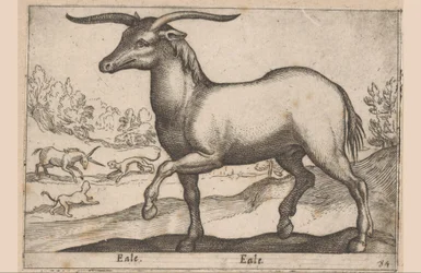 Koń z rogami Eale/Eale (tytuł na obiekcie) Zwierzęta i mityczne stworzenia (tytuł serii) Nova raccolta de li animali piu curiosi del mondo (tytuł serii)