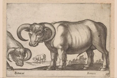 bydło Bonasus/ Bonaso (tytuł na obiekcie) Zwierzęta i mityczne stworzenia (tytuł serii) Nova raccolta de li animali piu curiosi del mondo (tytuł serii)
