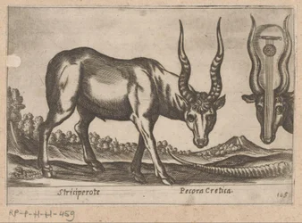 Dwie antylopy Striciperote/ Bydło kreteńskie (tytuł na obiekcie) Dieren en fablewezens (tytuł serii) Nova raccolta de li animali piu curiosi del mondo (tytuł serii)