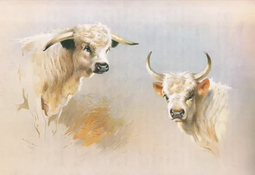 Chartley Bull i Chillingham Bull, z książki Thorburn