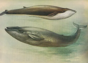 Common Rorqual, Sibbalds Rorqual lub Blue Whale, z Thorburns Mammals opublikowanej przez Longmans and Co, 1920