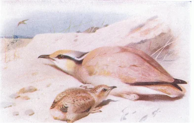 Cream Coloured Courser, z Birds of the British Isles and Their Eggs, opublikowanej przez Frederick Warne & Co Ltd, 1958