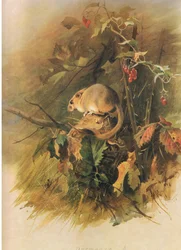 Popielica, z Thorburns Mammals wydanej przez Longmans and Co, c. 1920