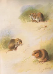 Nornica polna, nornica zwyczajna i nornica Orkadowa z Thorburns Mammals wydanej przez Longmans and Co. 1920