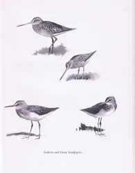 Godwits i zielone brodźce, 1938