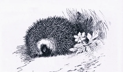 Hedgehog, Nature in Britain wydane przez Collins, 1946