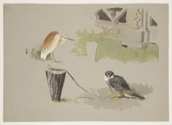 Hobby samiec na uwięzi i czapla squarro, ok. 1915 (akwarela i farba do ciała na ołówku na papierze)