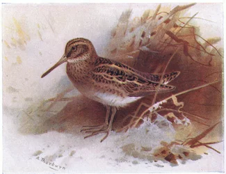 Jack Snipe, z książki Birds of the British Isles and Their Eggs wydanej przez Frederick Warne & Co Ltd, 1958