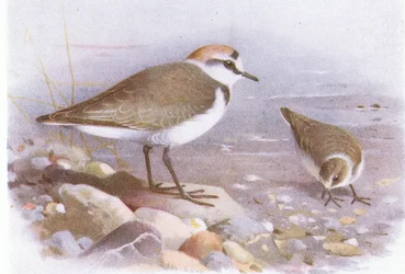 Sieweczka morska, z książki Ptaki Wysp Brytyjskich i ich jaja, wydanej przez Frederick Warne & Co Ltd, 1958