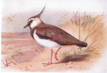 Czajka, z Birds of the British Isles and Their Eggs opublikowanej przez Frederick Warne & Co Ltd, 1958