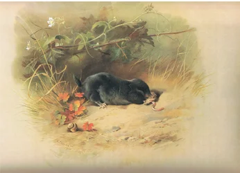 Mole with worm, z książki Thorburn