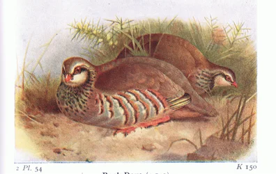 Kuropatwa czerwononożna, z książki Birds of the British Isles and Their Eggs, opublikowanej przez Frederick Warne & Co Ltd, 1958
