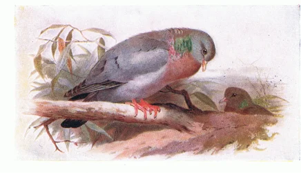 Stock Dove, z Birds of the British Isles and Their Eggs opublikowane przez Frederick Warne & Co Ltd, 1958
