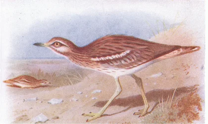Stone Curlew, z książki Birds of the British Isles and Their Eggs wydanej przez Frederick Warne & Co Ltd, 1958