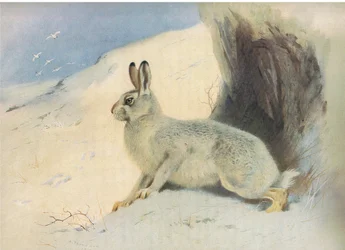 Zając górski zimą , z Thorburns Mammals opublikowanej przez Longmans and Co, c. 1920