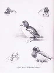 Czernica kaczki, krzyżówki, kurhany Goldeneye, 1938