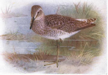 Wood Sandpiper, z Birds of the British Isles and Their Eggs opublikowanej przez Frederick Warne & Co Ltd, 1958