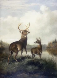Buck i Doe