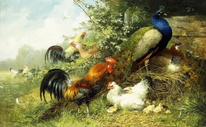 Drób i pawie, 1899