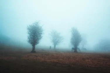 Zamglone drzewa i konie