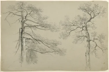 Study of Two Trees, Haga, Lake George, Nowy Jork, 1862 (grafitowo-biały gwasz na szarym papierze Bristol)