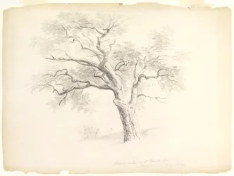 Dąb kasztanowy w posiadłości Hosack, Hyde Park, Nowy Jork z pięcioma figurami i szkicowaniem artysty, 1838 (grafit na papierze)