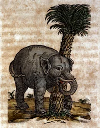 Słoń ocierający się o pień palmy Rycina z dzieła Atanazego Kirchera (1601 - 1680), jezuity, orientalisty i uczonego.