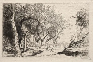 Skręcone drzewo, 1915.