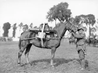 Australijski żołnierz, 244 Driver FW Stephenson, 2. australijski batalion karabinów maszynowych, z jucznym koniem załadowanym karabinem maszynowym w Australian Pack Training School w Morbecque, 29 sierpnia 1917