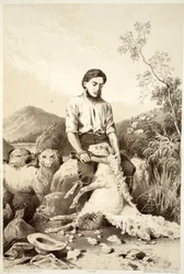 Strzyżenie owiec, z Historii Australazji autorstwa Davida Blaira, McGrady, Thomson i Niven, 1879