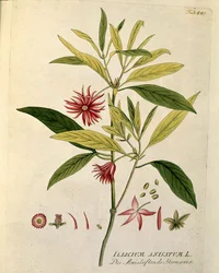 Botaniczny: „Gwiazda anyżu” (Illicium anisatum) Talerz z „Medicinalium secundum Linnaei digestarum” Josepha Jacobiego Plencka (1735-1807) 1788-1803 Kolekcja prywatna