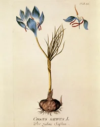 Botaniczne: "Szafran" (Crocus sativum) Płytka zaczerpnięta z "Medicinalium secundum Linnaei digestarum" Josepha Jacobiego Plencka (1735-1807) 1788-1803 Kolekcja prywatna