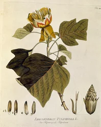 Botaniczne: "Tulipanowiec z Wirginii" (Liriodendron tulipifera) Deska zaczerpnięta z "Medicinalium secundum Linnaei digestarum" Josepha Jacobiego Plencka (1735-1807) 1788-1803 Kolekcja prywatna