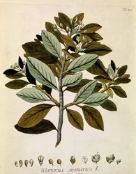 Botaniczne: "Kora Wintera" (Wintera aromatica) Deska zaczerpnięta z "Medicinalium secundum Linnaei digestarum" Josepha Jacobiego Plencka (1735-1807) 1788-1803 Kolekcja prywatna