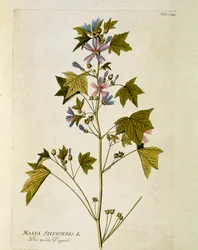 Botaniczny: „duży fiolet” (Malva sylvestris) Talerz z „Medicinalium secundum Linnaei digestarum” Josepha Jacobiego Plencka (1735-1807) 1788-1803 Kolekcja prywatna