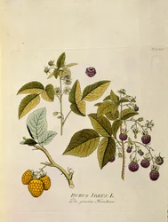 Botaniczne: "malina" (Rubus idaeus) Deska zaczerpnięta z "Medicinalium secundum Linnaei digestarum" Josepha Jacobiego Plencka (1735-1807) 1788-1803 Kolekcja prywatna