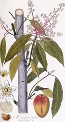 Mangifera indica