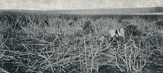 Plantacja manioku, 1895
