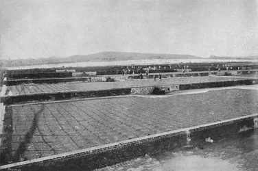 Taras do suszenia Kawiarni, Suszenie Kawy, 1895