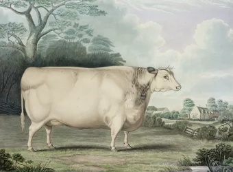 Nagrodzona krowa krótkoroga z Habertoft, rytowana przez C. Hunta, 1842