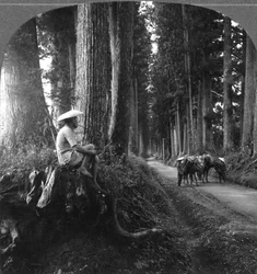 Święta droga do Nikko, Japonia, 1905.