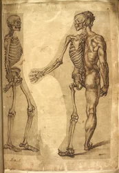 Add. 5259, f.19, Szkielet ludzki i półpostać, z 