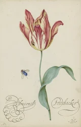Studium tulipana i muchy. 1620-29