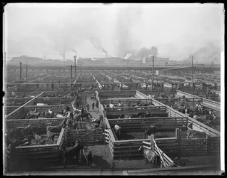 Zagrody dla bydła w Union Stock Yards, Chicago, Illinois, USA, ok. 1900 (zdjęcie czarno-białe)
