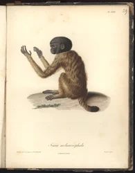 Simia melanocephala, tablica XXIX, staloryt autorstwa Louisa Bouqueta (1765-1814) według ryciny Nicoli Hueta (1770-1827), ilustracja z Recueil d