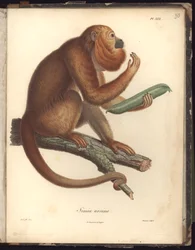 Simia ursina, tablica XXX, ilustracja z Recueil d