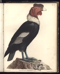 Samiec kondora (Vultur gryphus, LIN.), tabl. VIII, ilustracja z „Obserwacji z zoologii i anatomii porównawczej zebranych podczas podróży do krajów tropikalnych nowego kontynentu, i”