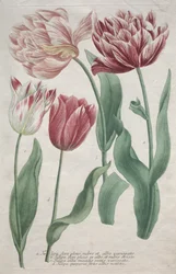Tulipany