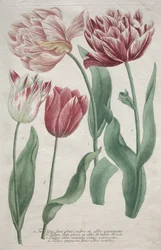 Tulipany.